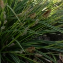 Japansegge - Carex morrowii - Variegata