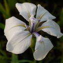 Wei?e japanische Sumpfiris - Iris laevigata 