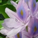Wasserhyazinthe- Eichornia crassipes