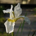 Wei?e Wieseniris - Iris sibirica 
