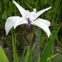 Wei?e japanische Sumpfiris - Iris laevigata 