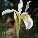 Wei?e Wieseniris - Iris sibirica 