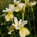 Wieseniris - Iris sibirica 